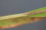 Rice cutgrass